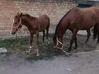 Yegua, Thoroughbred horse — foto 2