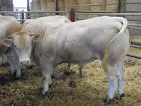 Býk, Blonde d’Aquitane cattle — foto 3