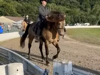 Hengst, Rocky Mountain Horse — Foto 4