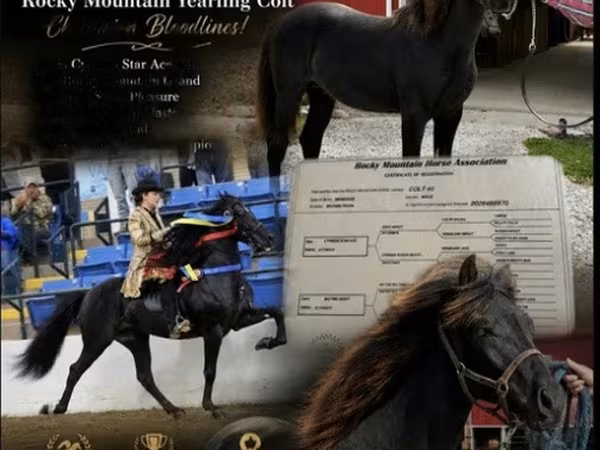 Kůň, Rocky Mountain Horse