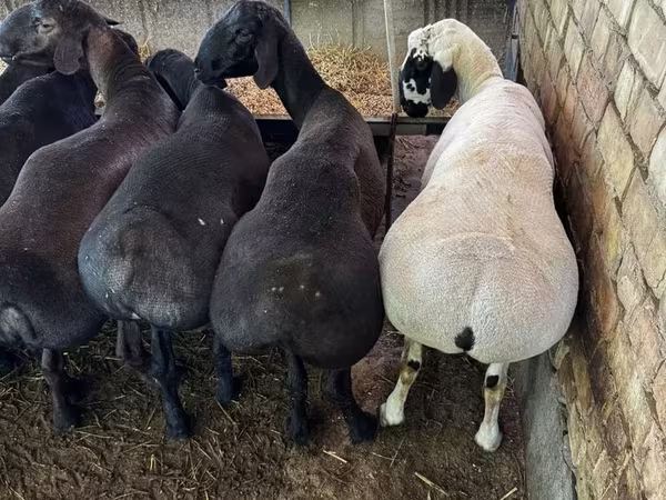 Beran, Ovce