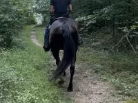 Kůň, French Trotter — foto 4