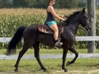 Klisna, Przewalski's horse — foto 7