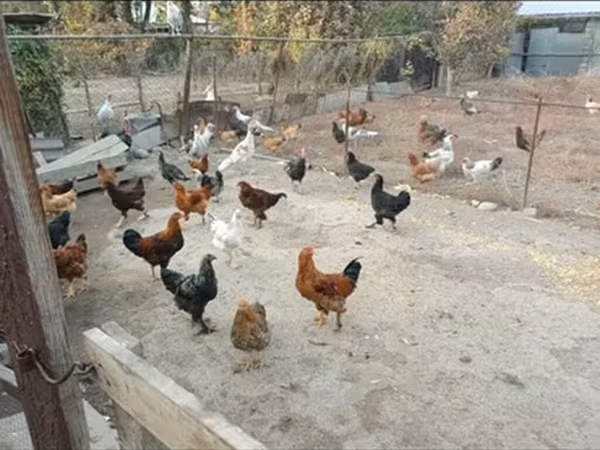 Chickens
