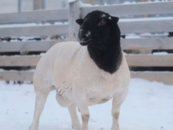 كبش, Dorper sheep