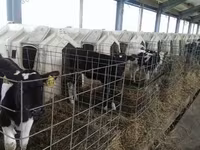 காளை, மாடுகள் — புகைப்படம் 8
