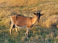母山羊, Alpine goat — 照片 1