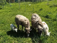 كبش, Edilbay sheep — الصورة 8