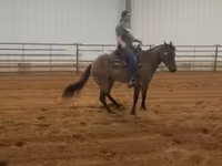 فرس, Quarter Horse — الصورة 5