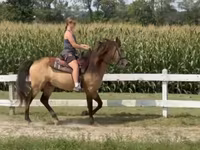 Hengst, Rocky Mountain Horse — Foto 5