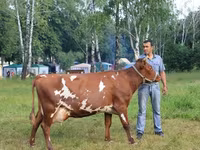 Vaca, Raza Holstein — foto 7