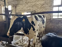 Cow, Holstein breed — photo 2