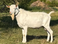 ஆண் வெள்ளாடு, Saanen goat — புகைப்படம் 1
