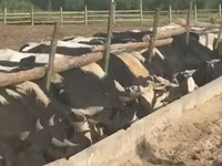Býk, Yaroslavl cattle — foto 3
