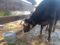 Vaca, Raza Alatau — foto 2