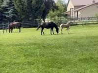 Klisna, Rocky Mountain Horse — foto 5
