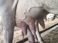 بقرة, Swiss cattle — الصورة 1