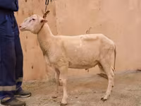ஆண் ஆடு, East Friesian Dairy sheep — புகைப்படம் 2