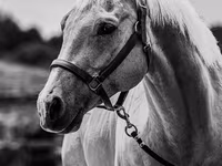 حصان, Quarter Horse — الصورة 6