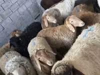 Sheep, Tian-Shan semifinewool sheep — photo 2