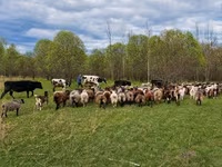 Vaca, Ganado vacuno — foto 1