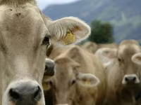 Bull, Holstein breed — photo 3