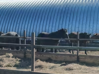 குதிரை, Horse breed — புகைப்படம் 2