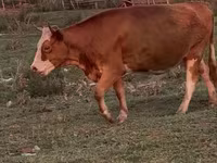 Vaca, Latvian Blue cattle — foto 5