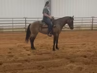 فرس, Quarter Horse — الصورة 4