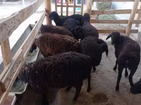 Ovce, Tajik sheep — foto 2