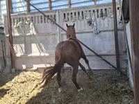 Kůň, Arabian horse — foto 6
