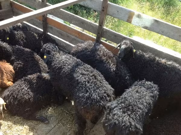 كبش, Edilbay sheep
