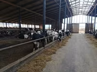 Krava, Holštýnské plemeno — foto 3