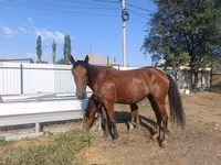 பெண் குதிரை, Thoroughbred horse — புகைப்படம் 5