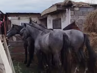 குதிரை, Horse breed — புகைப்படம் 1