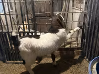 تيس, Kamori goats — الصورة 4