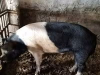 ஆண் பன்றி, Белорусская чёрно-пёстрая — புகைப்படம் 1