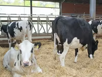 Bull, Holstein breed — photo 2
