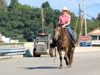 حصان, Quarter Horse — الصورة 3