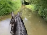 Klisna, Przewalski's horse — foto 3