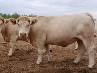 Vaca, Charolais cattle — foto 4
