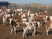 بقرة, Simmental cattle — الصورة 1