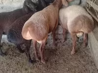 ஆண் ஆடு, Arashan sheep — புகைப்படம் 1