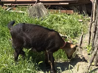 பெண் வெள்ளாடு, Nubian Goat — புகைப்படம் 5