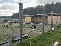 ஆண் ஆடு, Romanov sheep — புகைப்படம் 6