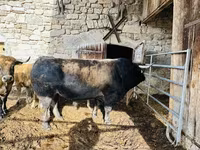Krava, Aubrac cattle — foto 1