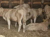 Krava, Charolais cattle — foto 2