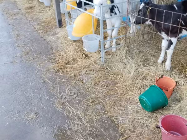 Bulle, Holstein-Rasse