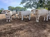 Vaca, Charolais cattle — foto 7