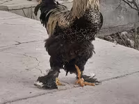 Brahma — Foto 4